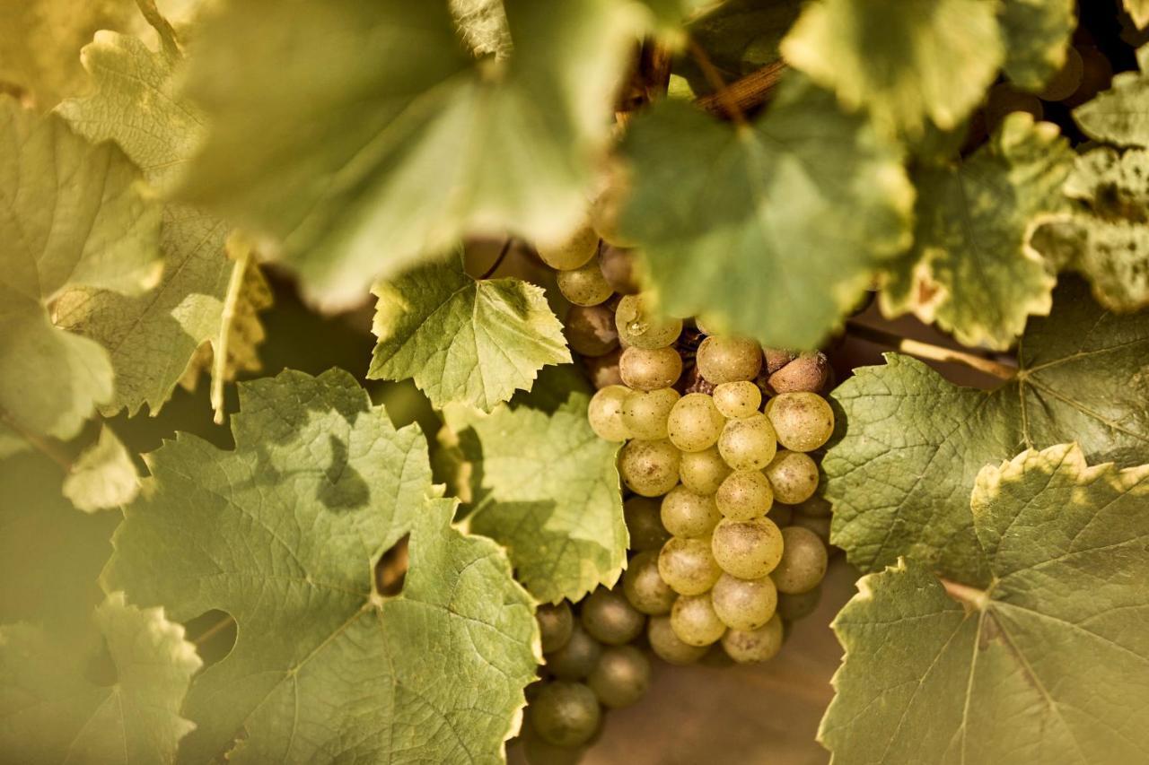 Como Le Montrachet Пюлиньи-Монраше Экстерьер фото